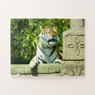 Puzzle Tigre en el templo