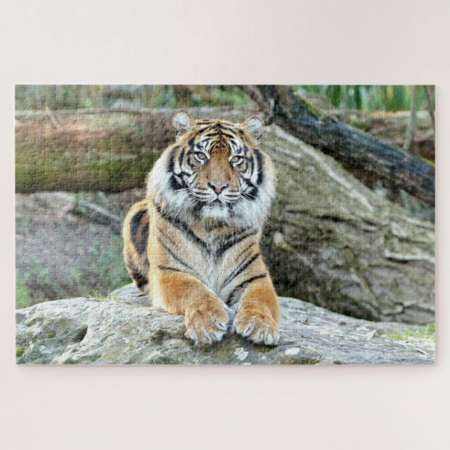 Puzzle Tigre fotográfico, animales 0313. (Horizontal)