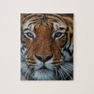 Puzzle Tigre, gato, tira, jungla, animal