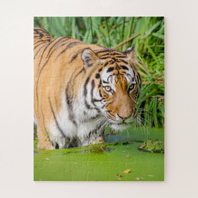Puzzle Tigre grande nadando con follaje verde (Vertical)