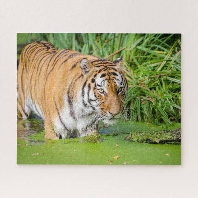 Puzzle Tigre grande nadando con follaje verde (Horizontal)