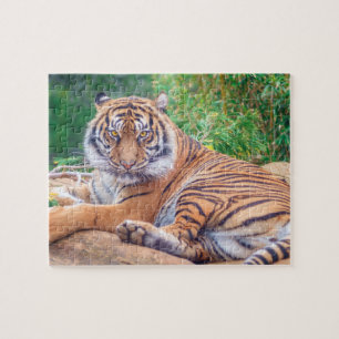Puzzle Tigre reclinado relajado
