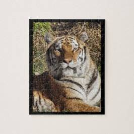 Puzzle Tigre Regal