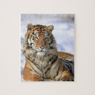 Puzzle Tigre siberiano, altaica del Tigris del Panthera,