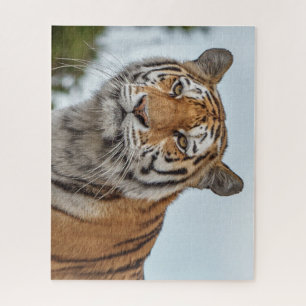 Puzzle Tigre siberiano en estado salvaje