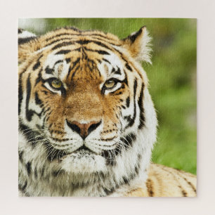 Puzzle Tigre siberiano raro: Descanso en peligro