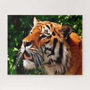 Puzzle Tigres Grandes Felinos.