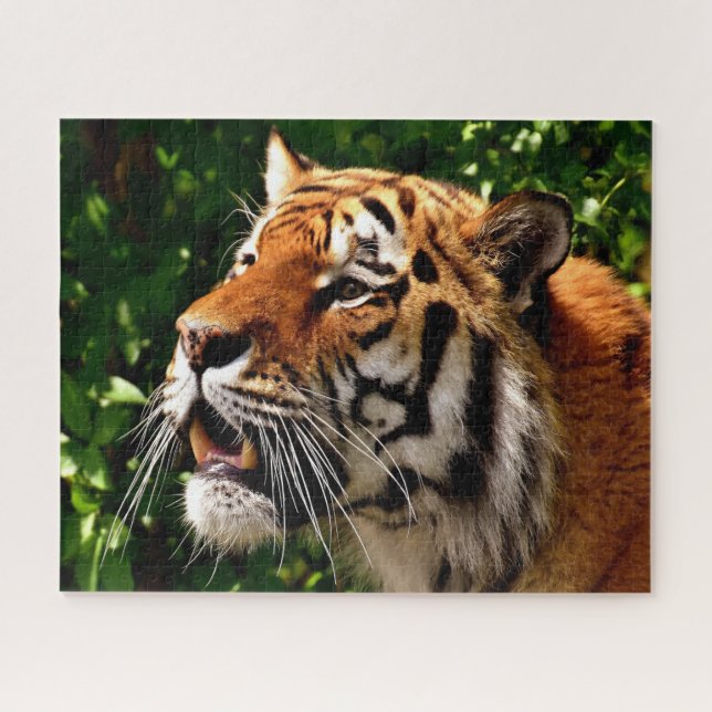 Puzzle Tigres Grandes Felinos. (Horizontal)