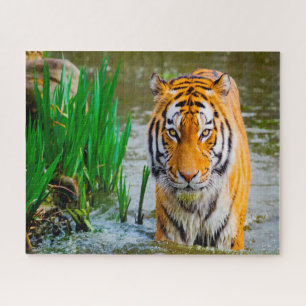 Puzzle Tigres grandes gatos.