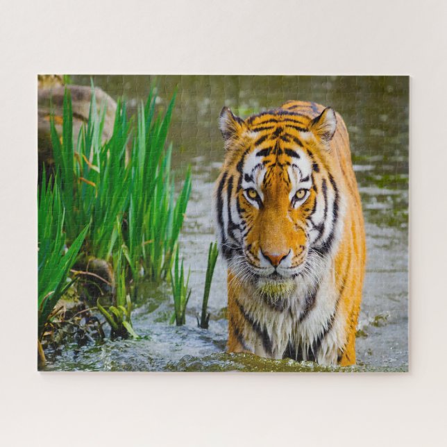 Puzzle Tigres grandes gatos. (Horizontal)