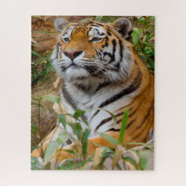 Puzzle Tigres grandes gatos.