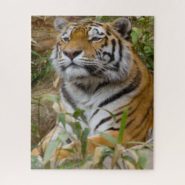 Puzzle Tigres grandes gatos. (Vertical)