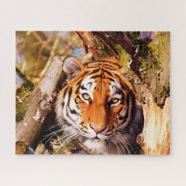Puzzle Tigres grandes gatos.