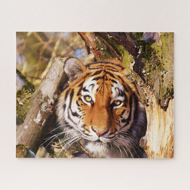 Puzzle Tigres grandes gatos. (Horizontal)