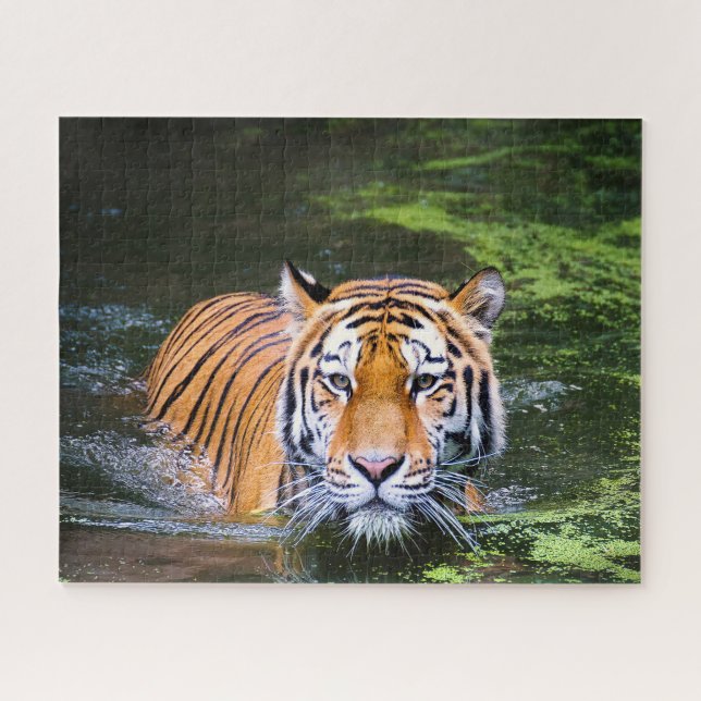 Puzzle Tigres grandes gatos. (Horizontal)