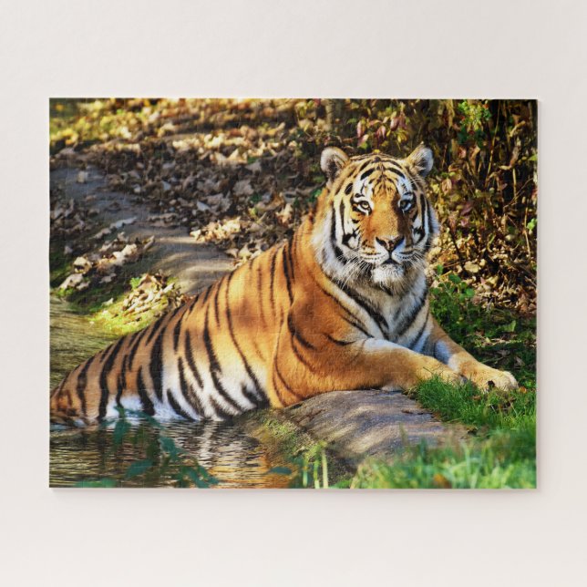 Puzzle Tigres grandes gatos. (Horizontal)