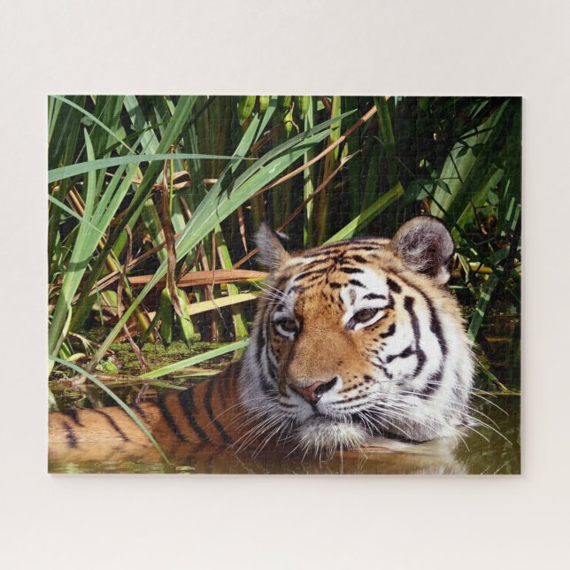 Puzzle Tigres grandes gatos. (Horizontal)