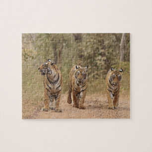 Puzzle Tigres reales de Bengala en la pista, Ranthambhor