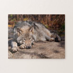 Puzzle Timber Wolf