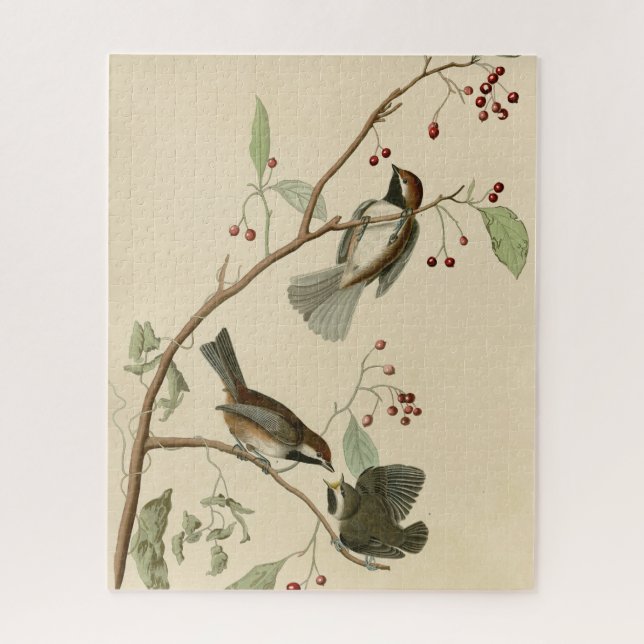 Puzzle Titimouse canadiense de los pájaros de América de  (Vertical)