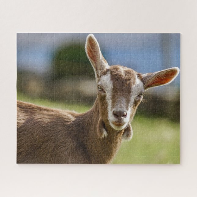 Puzzle Togenburg Dairy Goat Kid (Horizontal)