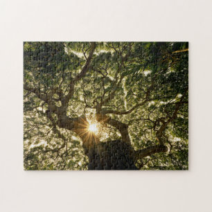 Puzzle Toldo de baniano Sunstar