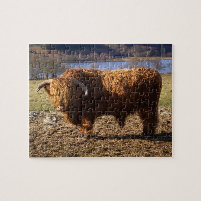Puzzle Toro de ganado Highland, Escocia (Horizontal)