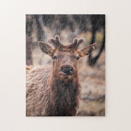 Puzzle Toro joven divertido alce animal salvaje