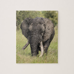 Puzzle Toro viejo del elefante africano - colmillo roto