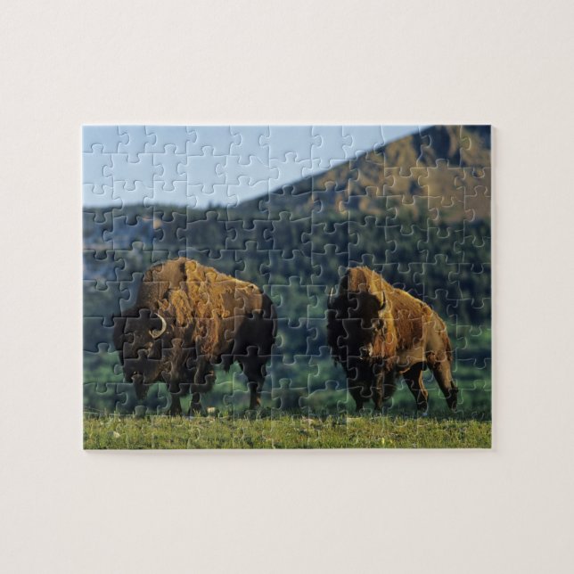 Puzzle Toros de Bison en el Parque Nacional de los Lagos  (Horizontal)