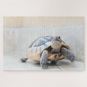 Puzzle Tortoise