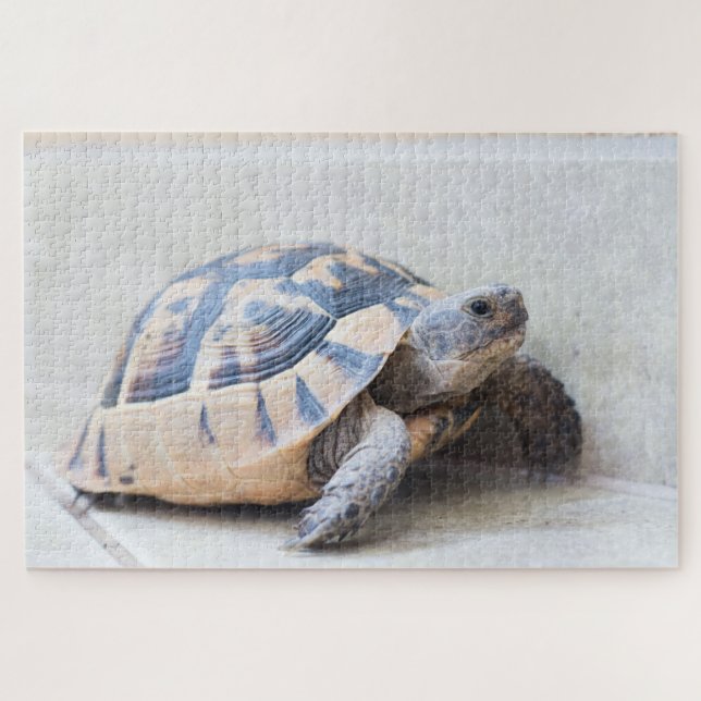 Puzzle Tortoise (Horizontal)