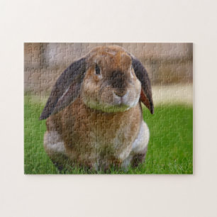 Puzzle Tortoiseshell Velveteen Holland Lop Conejo Conejo