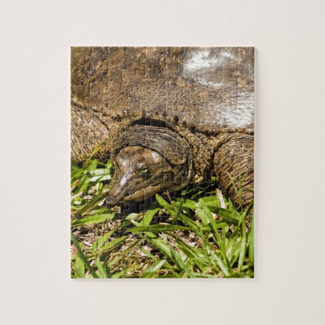 Puzzle Tortuga larga acentuada de la Florida Softshell de (Vertical)