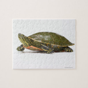 Puzzle tortuga pintada de occidente (Chrysemys picta bell