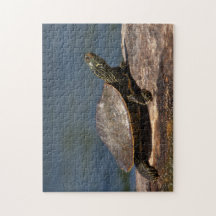 Tortuga pintada en un tronco
