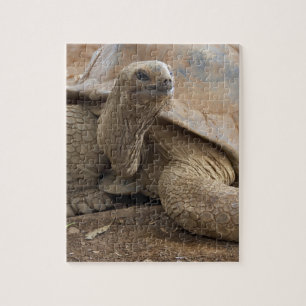 Puzzle Tortuga terrestre de Seychelle Aldabra
