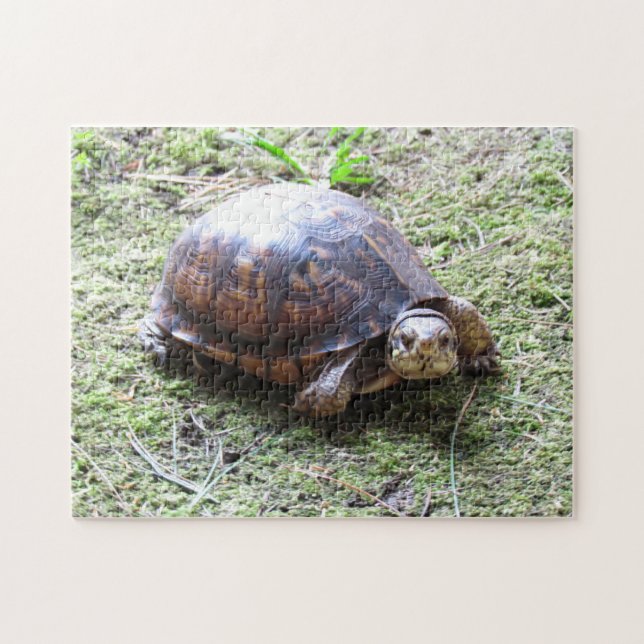 Puzzle Tortuga - trayectoria cubierta de musgo (Horizontal)