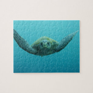 Puzzle Tortuga Verde (Chelonia mydas agassisi), Central