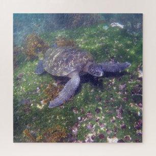 Puzzle tortuga verde de galápagos