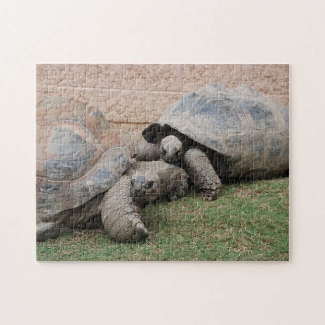 Puzzle tortugas gigantes (Horizontal)