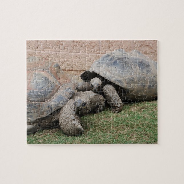 Puzzle tortugas gigantes (Horizontal)