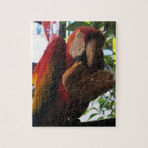 Puzzle Tostada de loro de Macaw escarlata