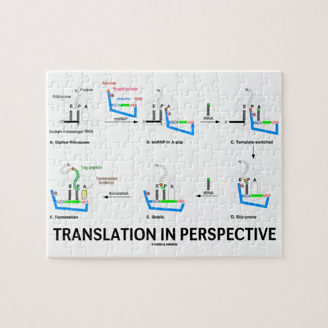 Puzzle Traducción en la perspectiva (proteína de la (Horizontal)
