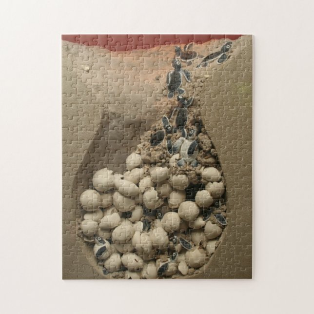 Puzzle Trama de los huevos de la tortuga del bebé (Vertical)