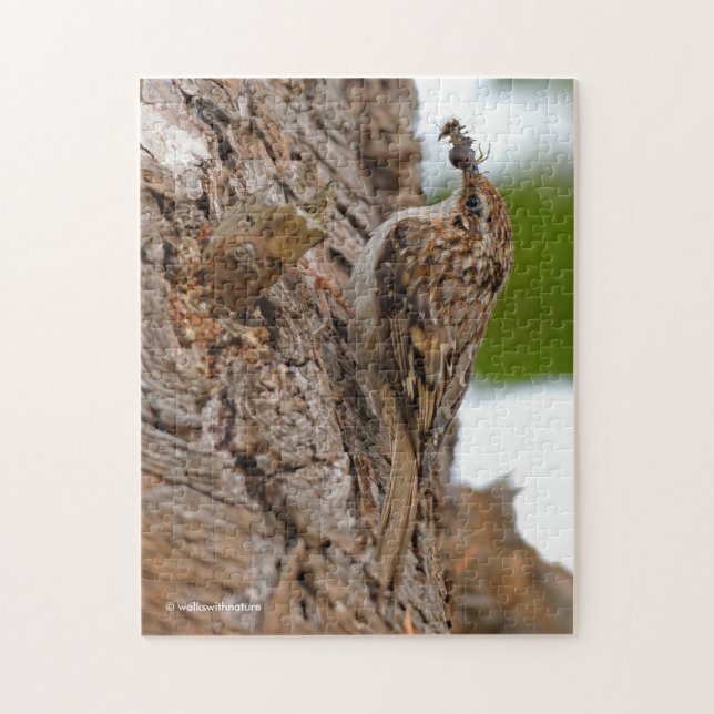 Puzzle Treecreeper estadounidense con error (Vertical)