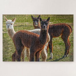 Puzzle Tres amigos alpacas