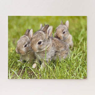 Puzzle Tres Bunnies en la hierba