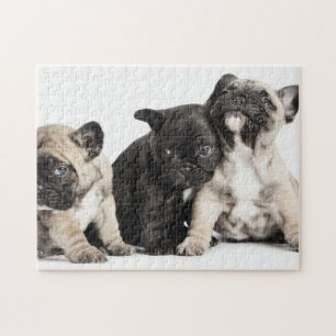 Puzzle Tres cachorros Pug