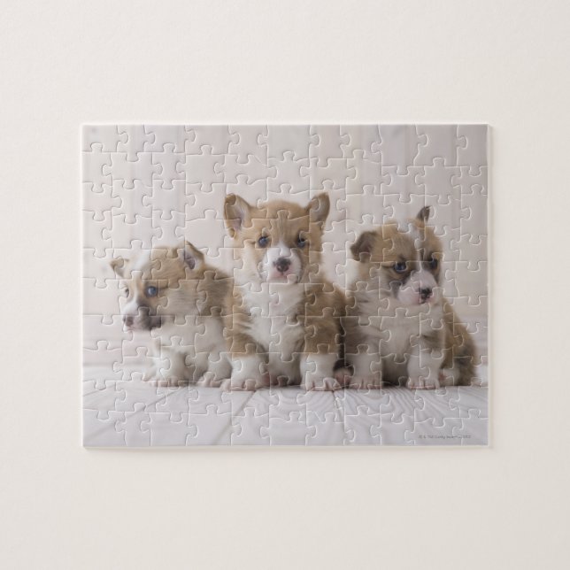 Puzzle Tres Corgi galés (Horizontal)